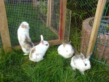7 Wochen alte Löwenköpfchen abzugeben