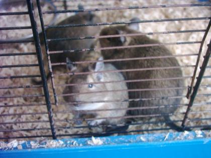 DEGUS m und w