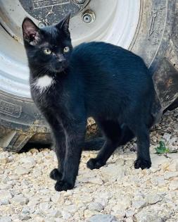Katzenkinder suchen liebes Zuhause