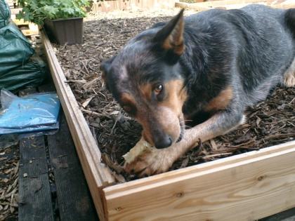 Australian Cattle Dog Hündin sucht Pflegestelle, 3 Jahre, nicht überdreht