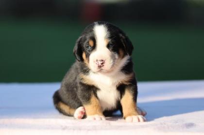 Grosser Schweizer Sennenhund Welpen FCI