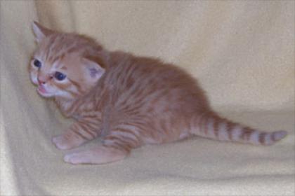 2 süße BKH-Kater in red tabby spotted und red ticked tabby