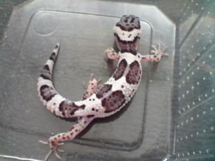 Leopardgecko NZ08 und Adulte Tiere suchen ein neues zuhause.
