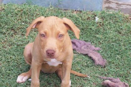 Red Nose Pitbull 12 wochen