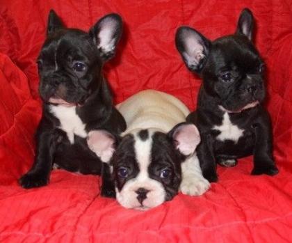 Französische Bulldogge Welpen 8 Wochen 330Euro