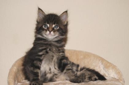 Typvolle und verschmuste Maine Coon Kitten suchen neue Dosenöffner.