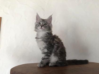 Reinrassige Maine Coon Kitten mit Stammbaum sind auf der Suche.