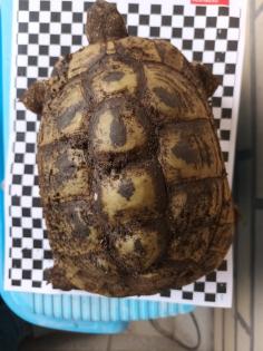 Griechische Landschildkröten abzugeben