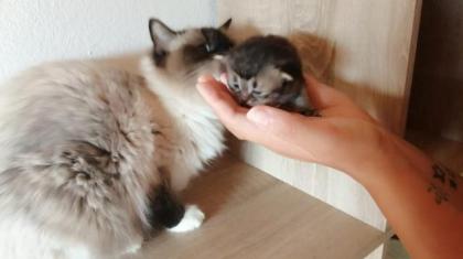 Ragdoll-Perser Kitten