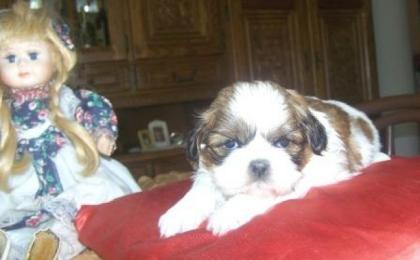Shih Tzu Welpen