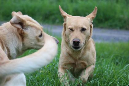 Biete Urlaubsbetreuung für Ihren Hund im Raum Emmerthal
