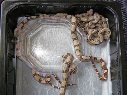 Boa Heterozygot 66 für Albino abzugeben