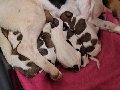 Jack Russel Terrier Welpen