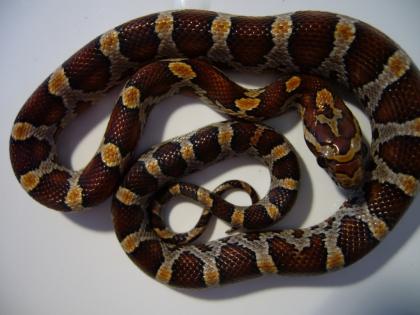 Wildfabe Kornnattern DNZ 2021