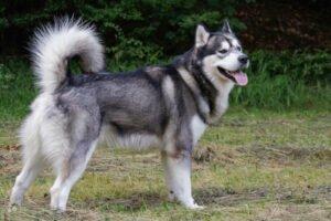 MuBalu - männlich 2 Jahre 65 cm 40 kg Alaskan Malamute Gechipt Kastriert