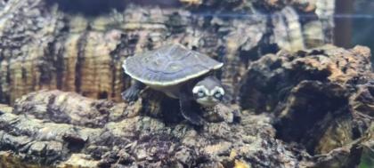Wasserschildkröten Nachwuchs