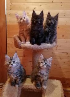 Bezaubernde Maine Coon Kitten mit Stammbaum
