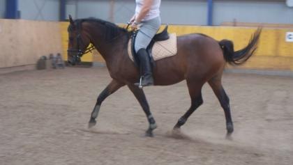 Biete Reitpartnerschaft in Kölln-Reisik bei Elmshorn