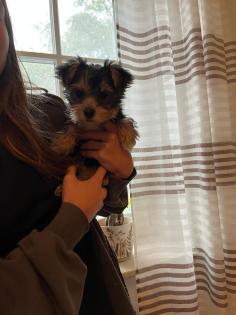 Yorkshire Terrier Welpen ab sofort zu haben