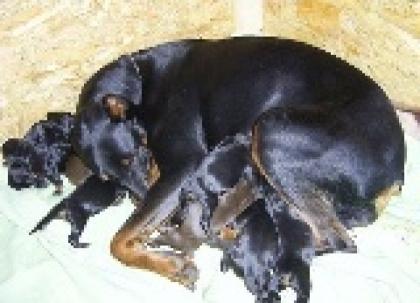 Dobermannwelpen