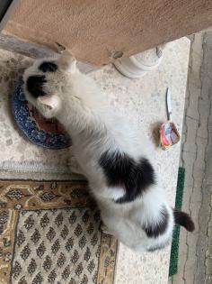 Katze kostenlos abzugeben