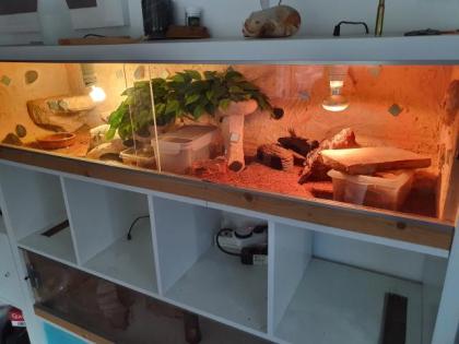 Leopardgeckos und Terrarium