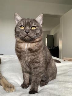 Bkh Deckkater