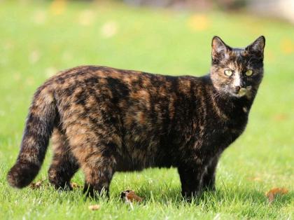 Roxy VERMISST seit 03. 12. 23 Schildpatt, tricolor, Glückskatze
