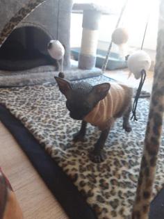 Sphynxbaby