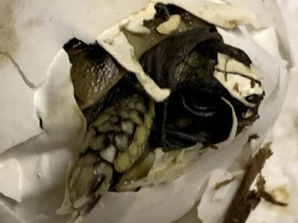 Griechische Landschildkröten abzugeben
