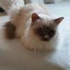 Heilige Birma Pärchen Kater und Katze