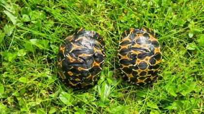 2 Strahlenschildkröten, Astrochelys Radiata NZ 23 Weibchen Je 490, -