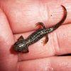 Bergmolch Ichthyosaura Triturus alpestris Nachzuchten und adulte Tiere