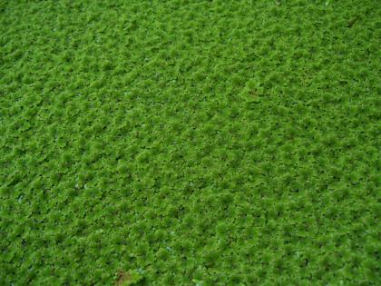 Biete seltenes Feenmoos Azolla f.