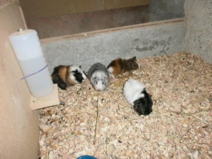 Verkaufe 8 süße Meerschweine 4 w und 4 m