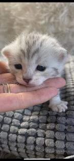 Bengal Bkh Kitten