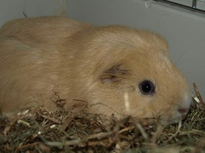 Pärchen Meerschweinchen Kaninchen