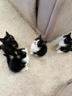 3 Katzenbabys zu vermitteln