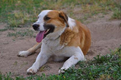 Sammy sucht ein passendes Zuhause