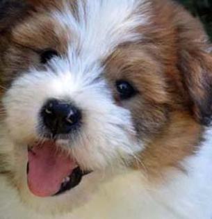 Familienhund Elo - Welpen von Werths Echte in Franken