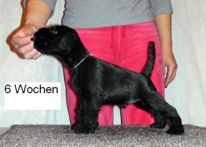 Elite Zwergschnauzer Welpen aus Minsk