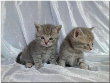BKH / Wiskas-Kätzchen Silver-Tabbys abzugeben