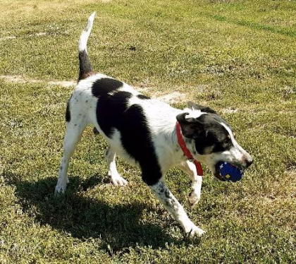 Pongo sucht dringend Pflegestelle oder Endstelle