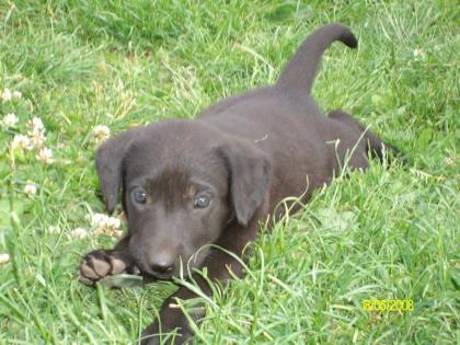 Schwarze Labradorwelpen zu verkaufen