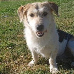 Lexi - ein toller Anfängerhund