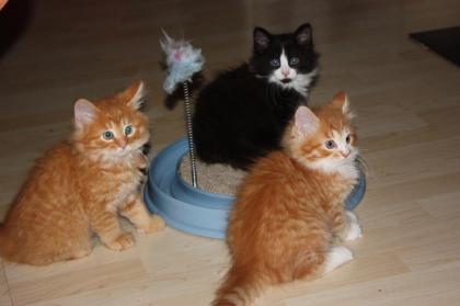 2 liebe, süße Sibirische Katerchen