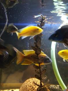 Aquarienpflanzen Malawis