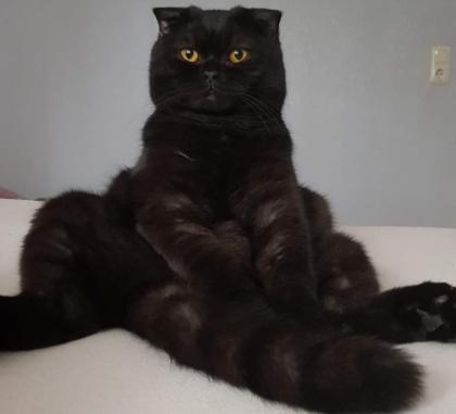 Dringend 2 Katzen halb BKH halb Scottish fold suchen ein Liebevolles Zuhause