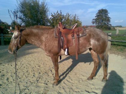 Biete Reitbeteiligung Western auf lieber Appaloosa-Stute Ldkr. ED