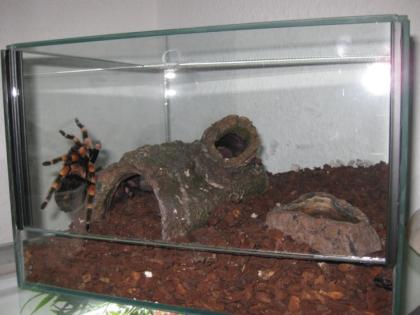 Brachypelma smithi in gute Hände abzugeben
